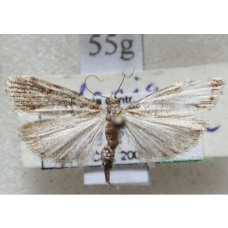 Eudonia mercurella (Linnaeus, 1758) Mietliczka znaczona Czech55g